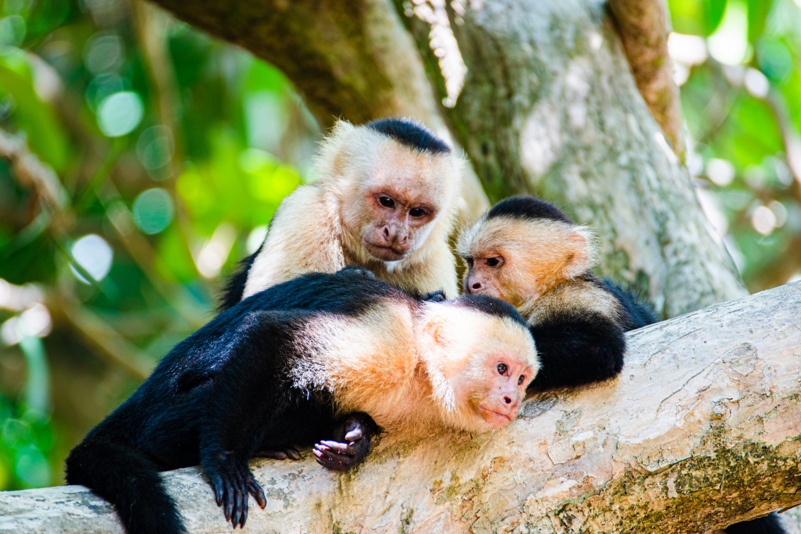 Costa Rica: 2 semaines de Pura Vida